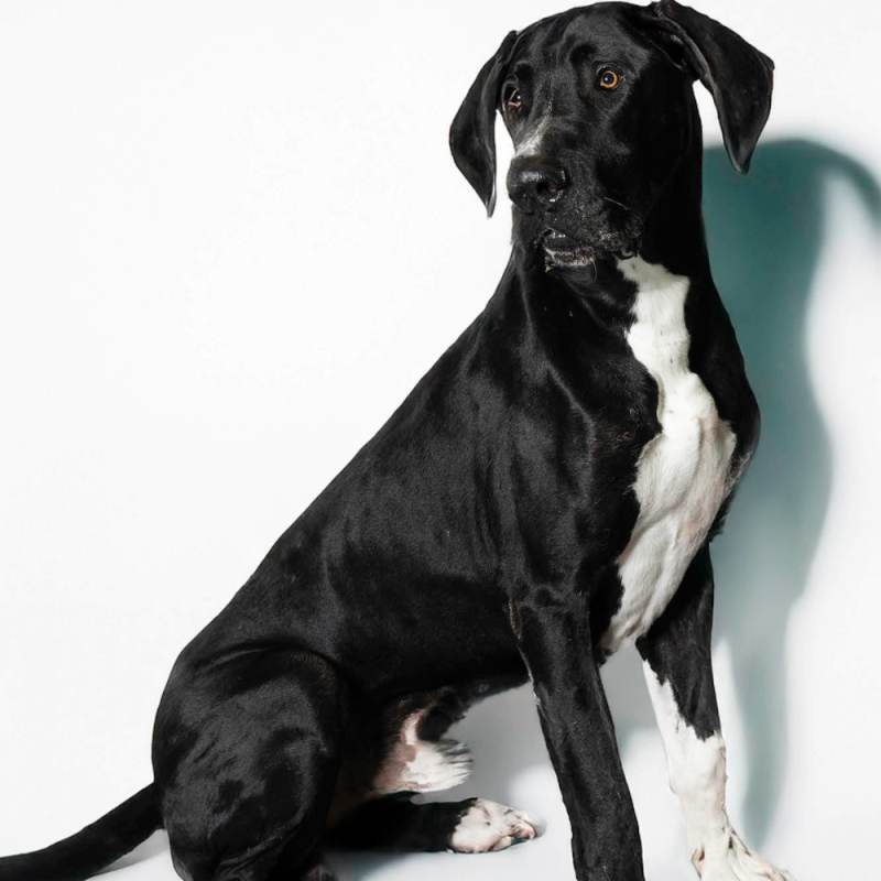 Website Pet Pictures (67)