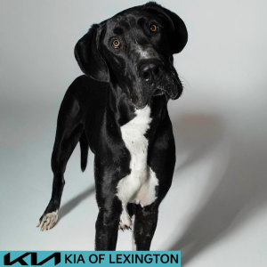 Website Pet Pictures (68)