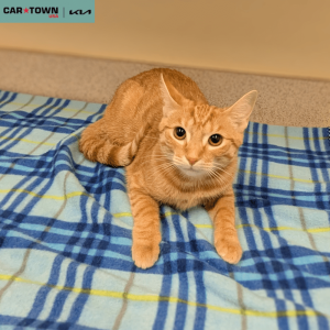 Website Pet Pictures (70)