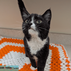 Website Pet Pictures (71)