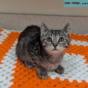 Website Pet Pictures (74)