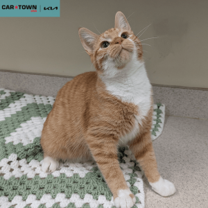 Website Pet Pictures (75)