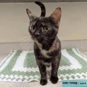 Website Pet Pictures (78)