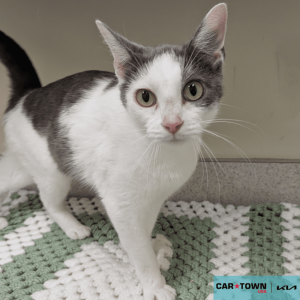 Website Pet Pictures (79)