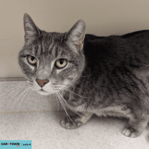 Website Pet Pictures (8)