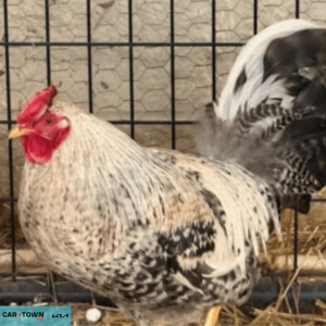 Website Pet Pictures (8)