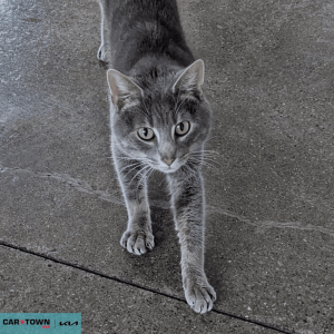 Website Pet Pictures (86)