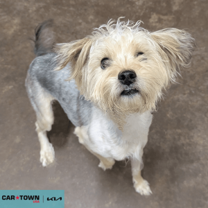 Website Pet Pictures (89)