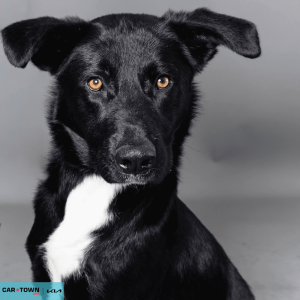 Website Pet Pictures (9)