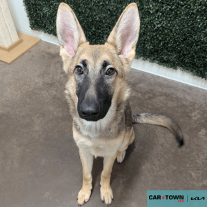 Website Pet Pictures (91)