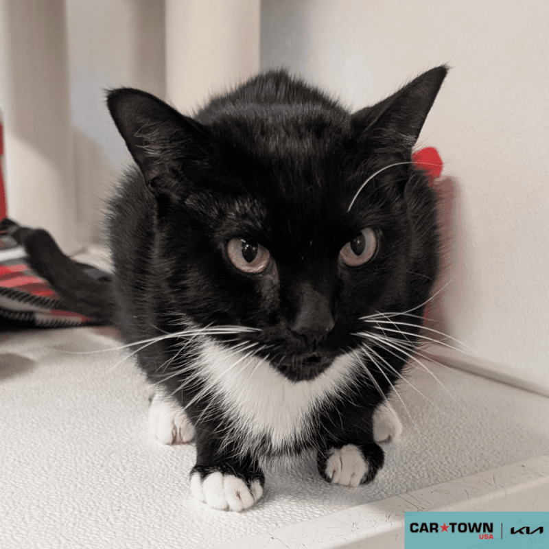 Website Pet Pictures (97)(1)