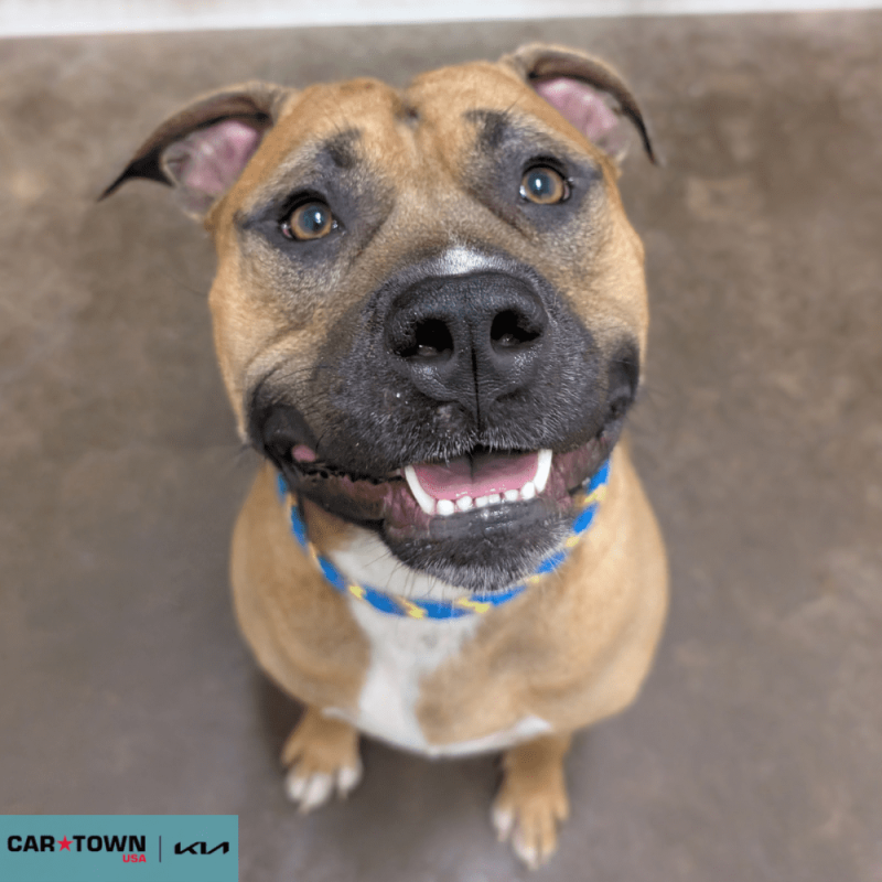 Website Pet Pictures (99)