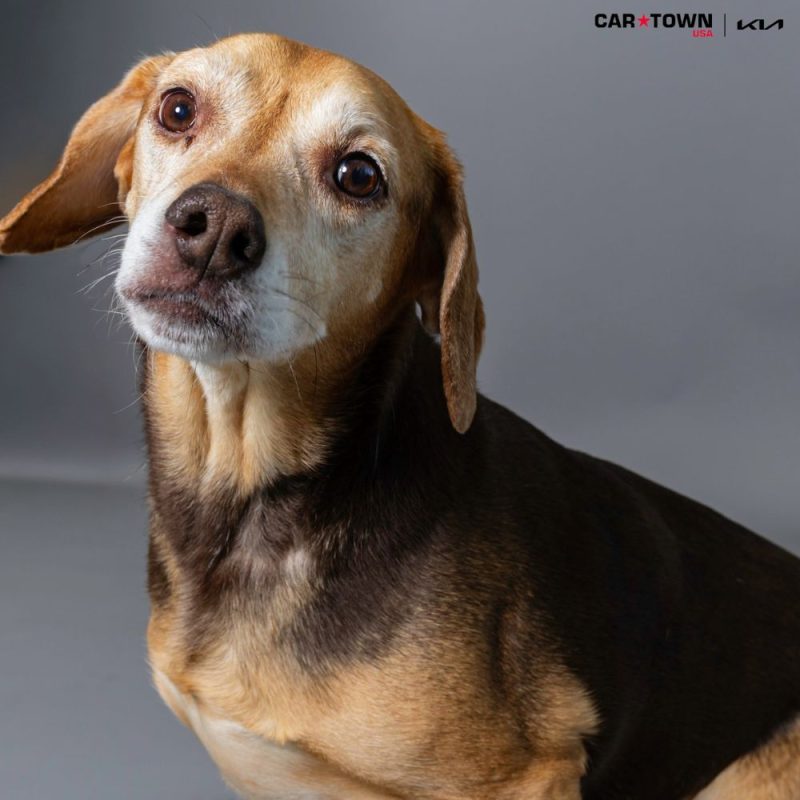 Website Pet Pictures