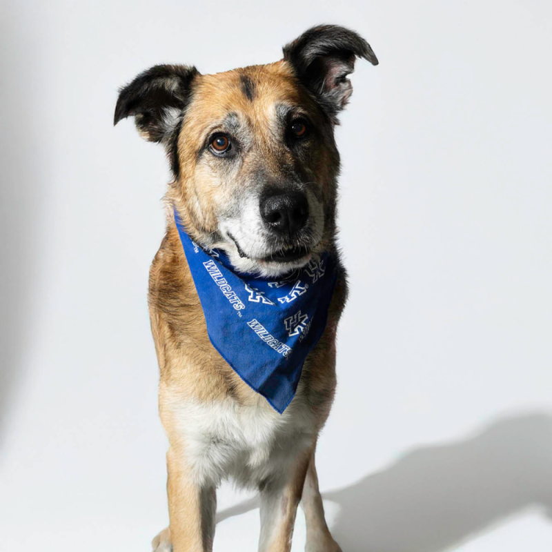 Website Pet Pictures
