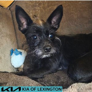 Website Pet Pictures(1)