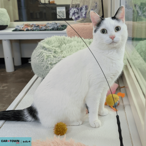 Website Pet Pictures(1)