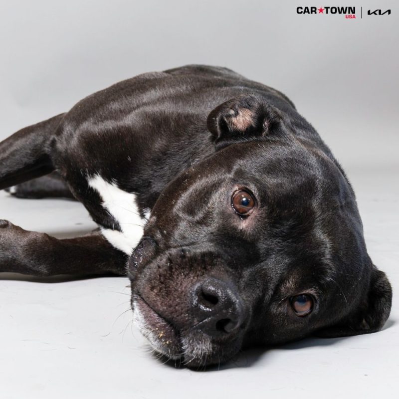 Website Pet Pictures(1)