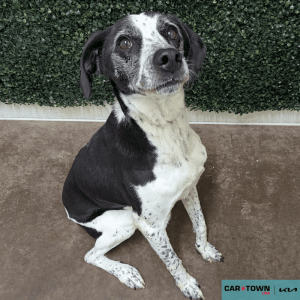 Website Pet Pictures(104)