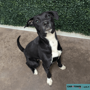 Website Pet Pictures(106)