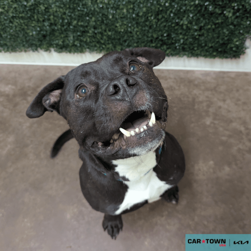 Website Pet Pictures(107)