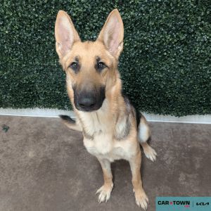 Website Pet Pictures(108)