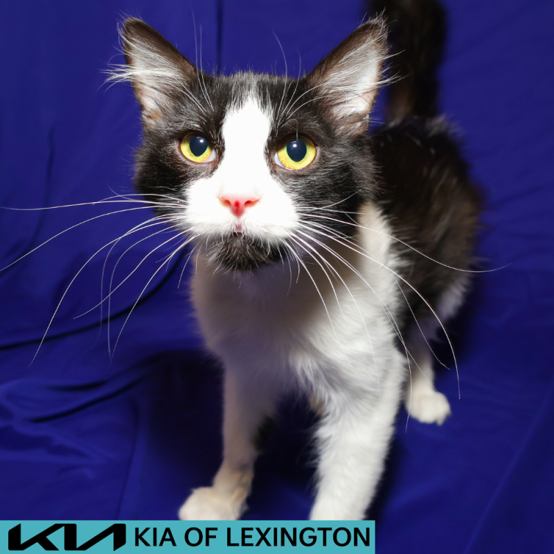 Website Pet Pictures(11)
