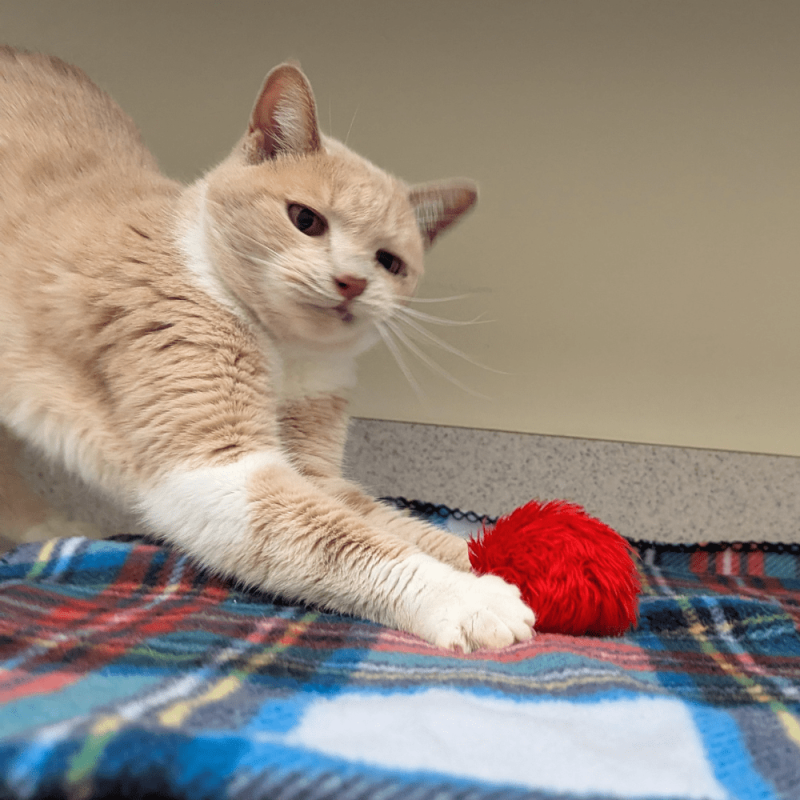 Website Pet Pictures(118)