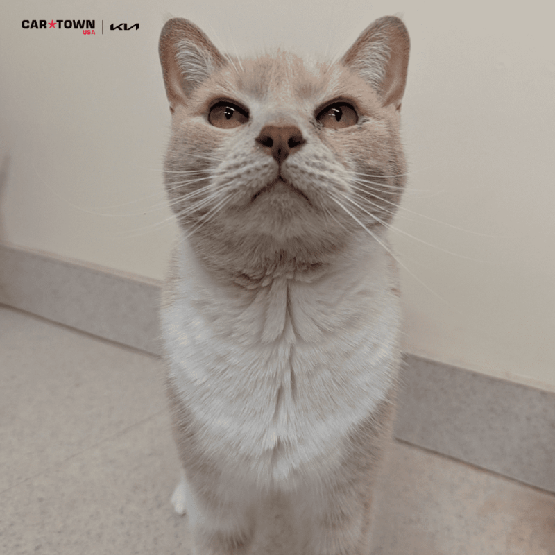 Website Pet Pictures(119)