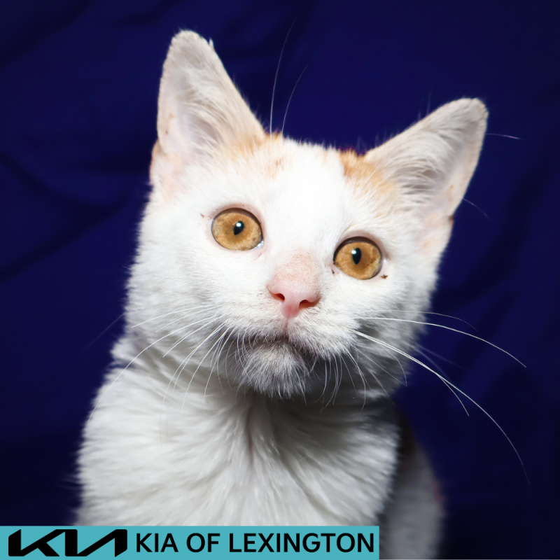 Website Pet Pictures(12)