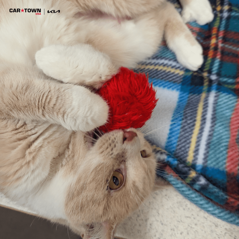 Website Pet Pictures(120)