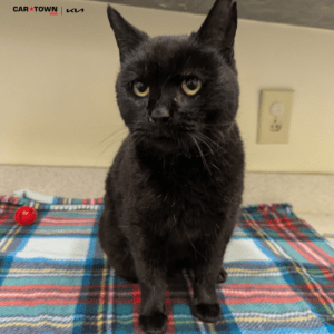 Website-Pet-Pictures125-300x300