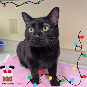 Website Pet Pictures(135)