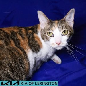 Website Pet Pictures(14)