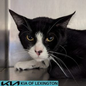 Website Pet Pictures(18)