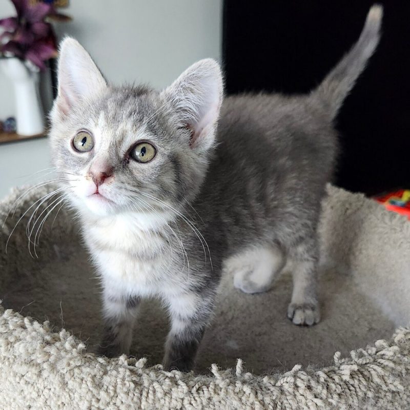 Website Pet Pictures(18)