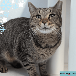 Website Pet Pictures(186)