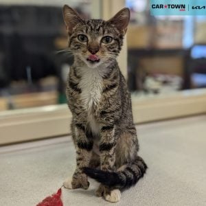 Website Pet Pictures(187)(2)