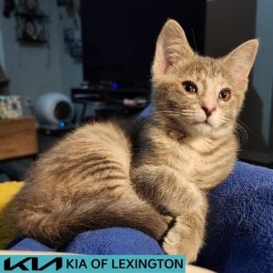 Website Pet Pictures(19)