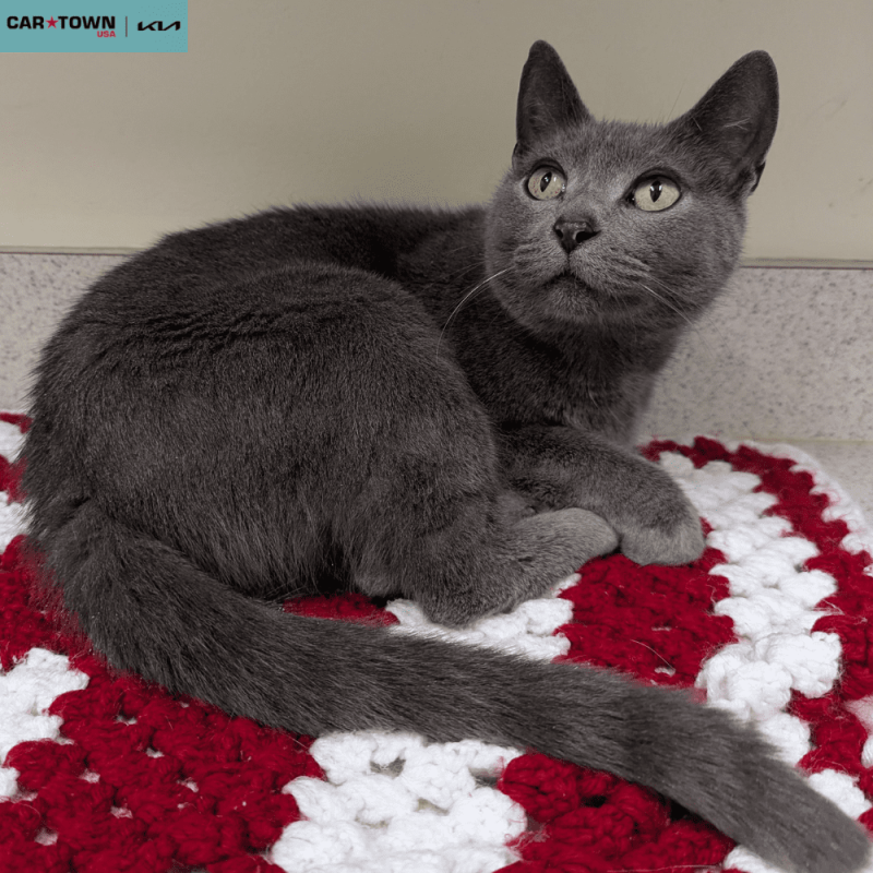 Website Pet Pictures(2)