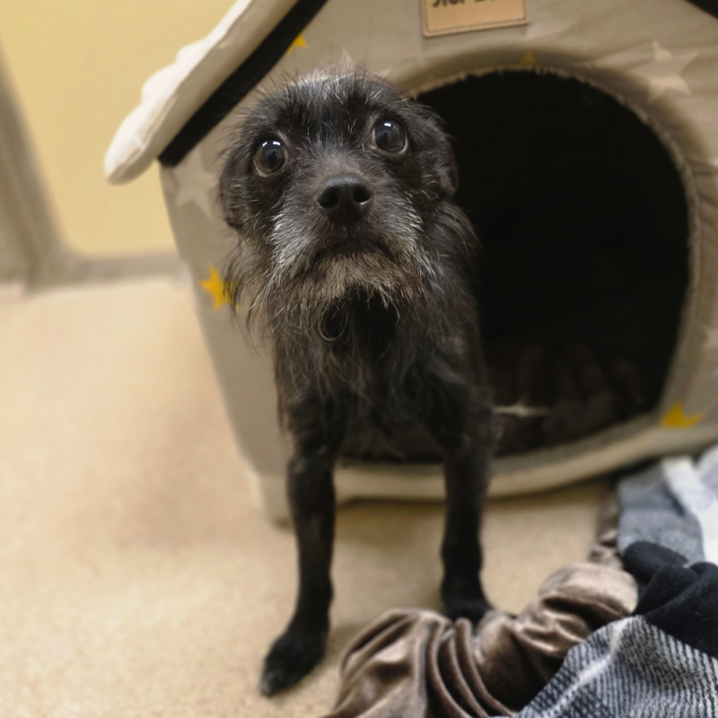 Website Pet Pictures(2)