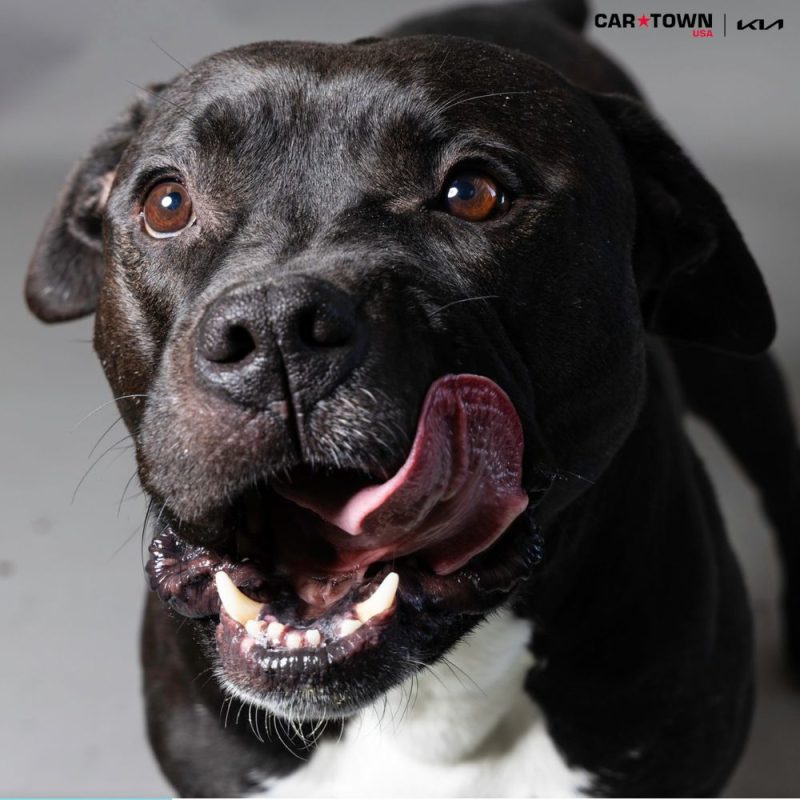 Website Pet Pictures(2)