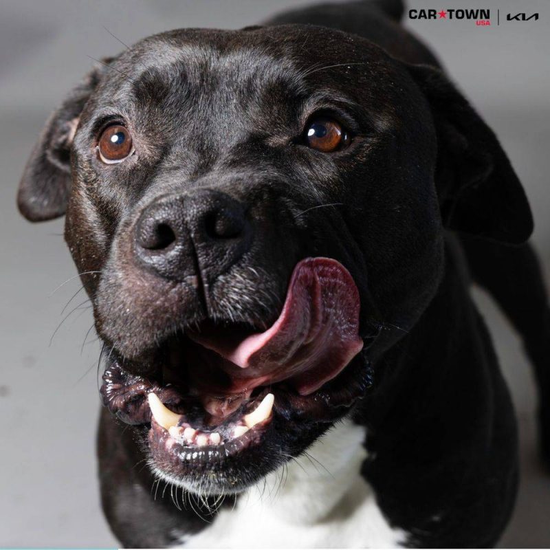 Website Pet Pictures(2)