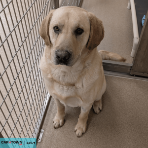 Website Pet Pictures(2)