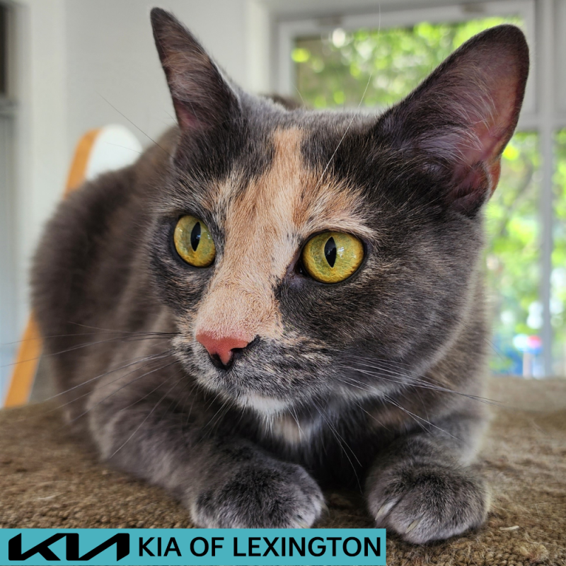 Website Pet Pictures(2)