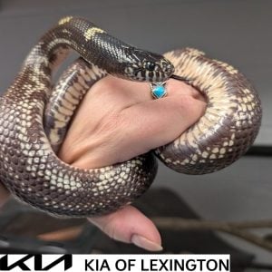 Website Pet Pictures(20)