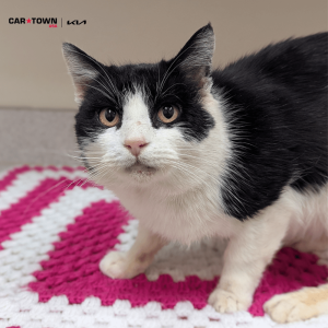 Website Pet Pictures(204)(1)