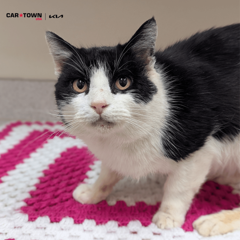 Website Pet Pictures(204)(1)