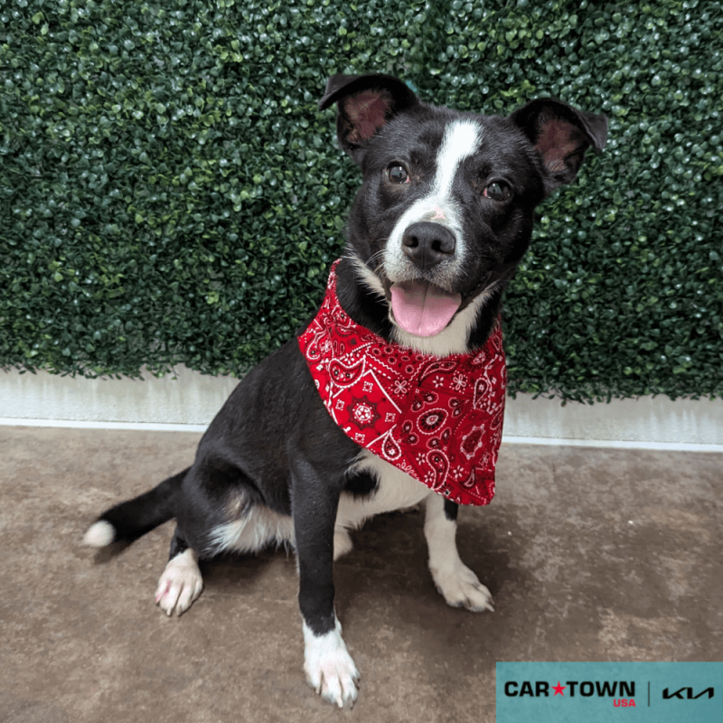 Website Pet Pictures(207)