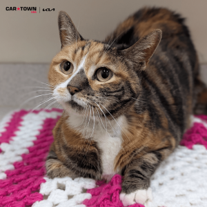 Website Pet Pictures(208)