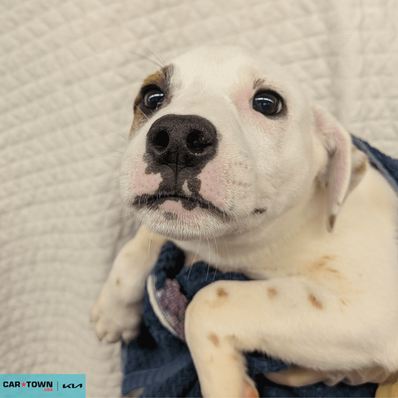 Website Pet Pictures(209)